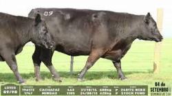 lote 89/90 - 1961TE  1747