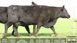 lote 91/92 - 2026TE  2048