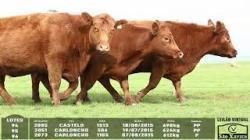 lote 94/95/96 - 2085 2051 2073