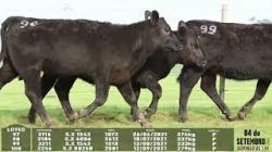lote 97/98/99/100 - 3116 3184 3211 3256