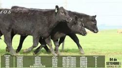 lote 101/102/103/104/105/106 - 3170 3204 3207 3232 3245 3264
