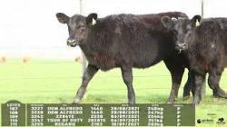 lote 107/108/109/110/111 - 3227 3228 3242 3247 3255