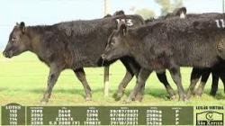 lote 112/113/114/115 - 3190 3203 3270 3280