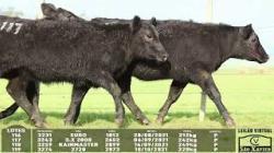 lote 116/117/118/119 - 3231 3243 3259 3274