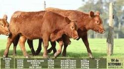 lote 120/121/122/123 - 3126 3196 3198 3267