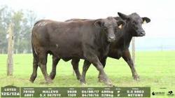 lote 125/126 - 7015B 6081