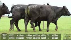 lote 127/128/129 - 1547 6023 6033