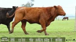 lote 130/131 - 6070 1555