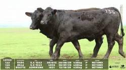 lote 132/133/134 - 8484 8546 8567TE