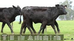 lote 135/136/137 - 8516 8524 8544