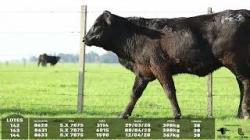 lote 142/143/144 - 8620 8613 8633