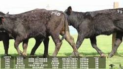 lote 145/146/147/148/149 - 8691 8739 8733 8736TE 8741 TE