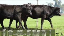 lote 150/151/152/153/154 - 8709 8745TE 8763 8799 8826