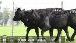 lote 155/156/157/158 - 8773 8791 8794 8816
