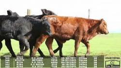 lote 159/160/161/162/163 - 8708 8747TE 8776 8784 8795