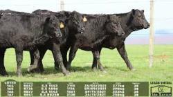 lote 164/165/166/167 - 8647 8726 8827 8841