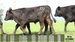 lote 168/169/170/171/172 - 8691 8739 8733 8736TE 8741TE
