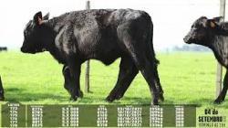 lote 173/174/175/176/177/178 - 8774 8773 8793 8812 8813 8825