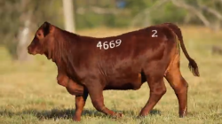 TAT 4669