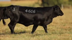 TAT 4616