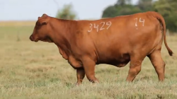 TAT 3429