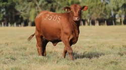 TAT 3505