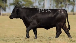 TAT 2094