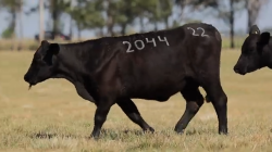 TAT 2022 2044