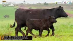 Espinilho Agricultura e Pecuria