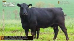 Espinilho Agricultura e Pecuria