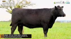 Espinilho Agricultura e Pecuria