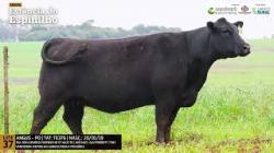 Espinilho Agricultura e Pecuria