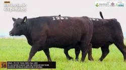 Espinilho Agricultura e Pecuria