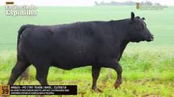 Espinilho Agricultura e Pecuria