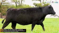 Espinilho Agricultura e Pecuria