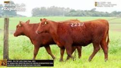 Espinilho Agricultura e Pecuria
