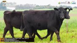 Espinilho Agricultura e Pecuria
