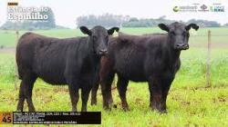 Espinilho Agricultura e Pecuria