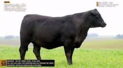 Espinilho Agricultura e Pecuria