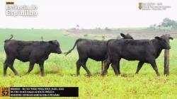 Espinilho Agricultura e Pecuria