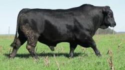 lote 1 - G033