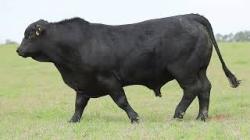 lote 2 - G129
