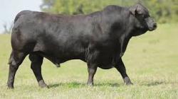 lote 3 - G049
