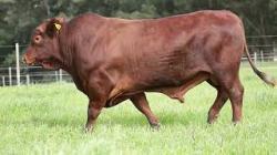 lote 5 - G023