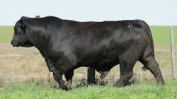lote 4 - G043