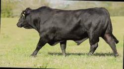 lote 6 - G123