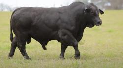lote 7 - G167