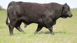 lote 8 - G159