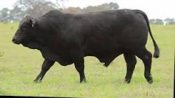 lote 9 - G201