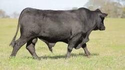 lote 10 - G067